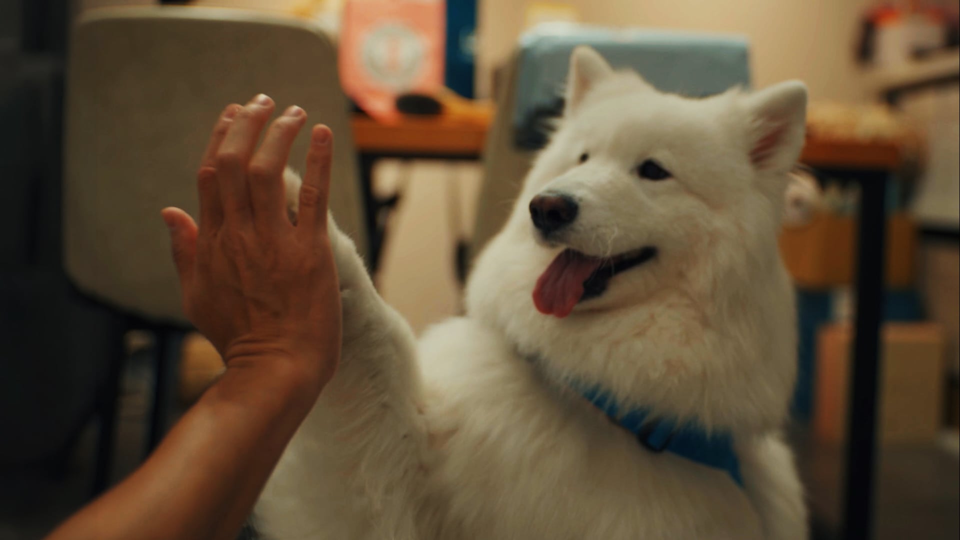 The Great Pet Replacement: Cats and Dogs in Taiwan's Demographic Crisis, DOCUMENTARY, 2026